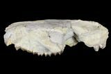 Oreodont (Merycoidodon) Partial Skull - Wyoming #113029-4